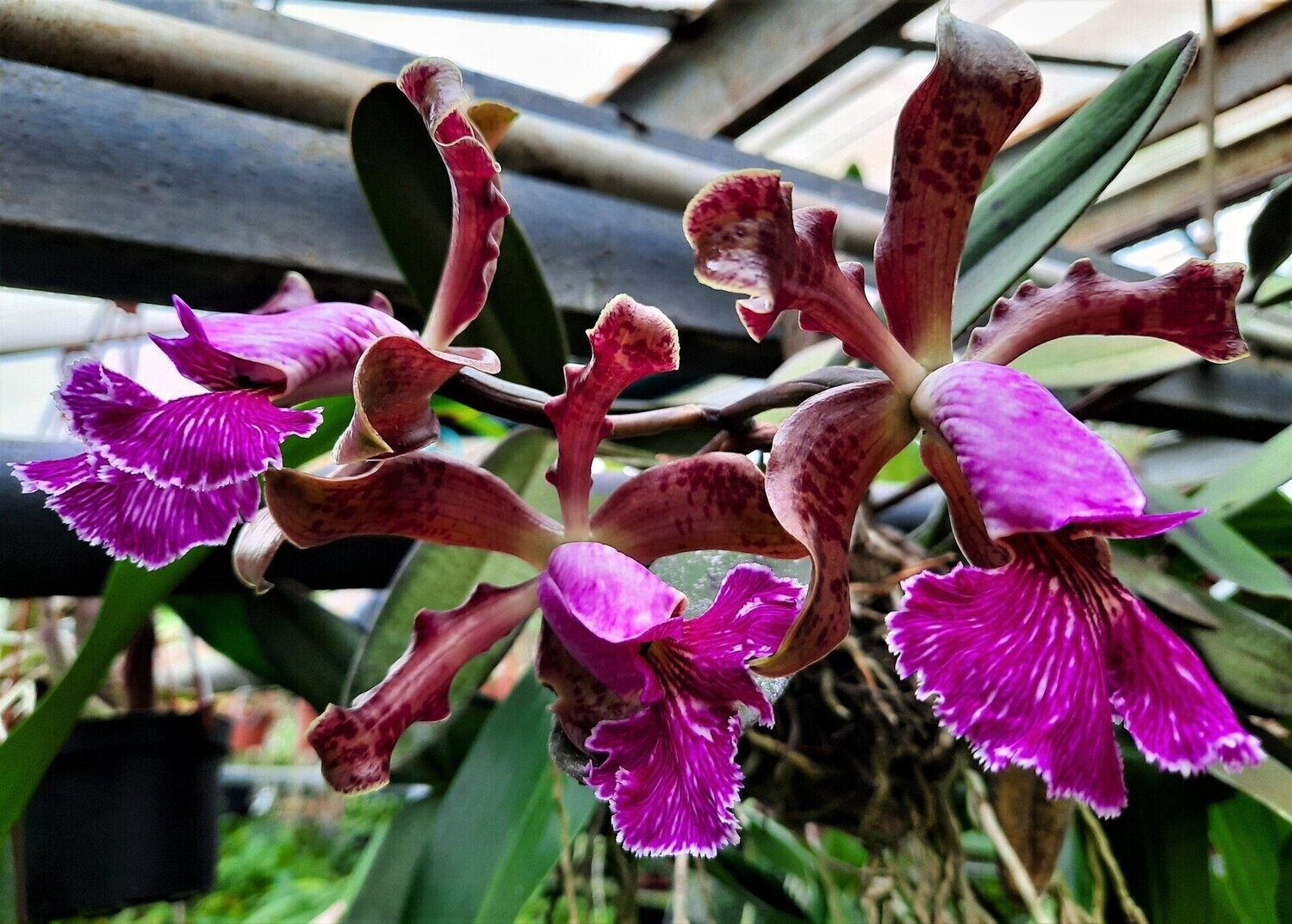 Cattleya loddigesii