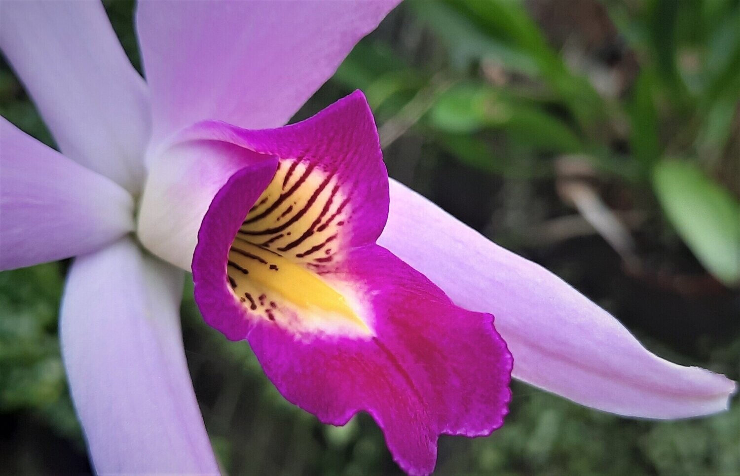 Laelia anceps