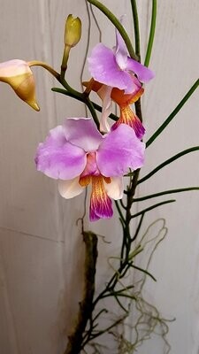 Papilionanthe teres
