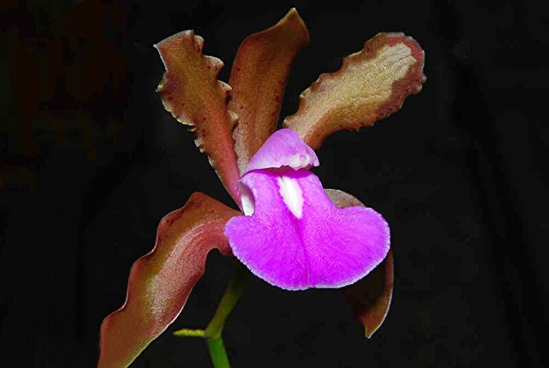 Cattleya bicolor