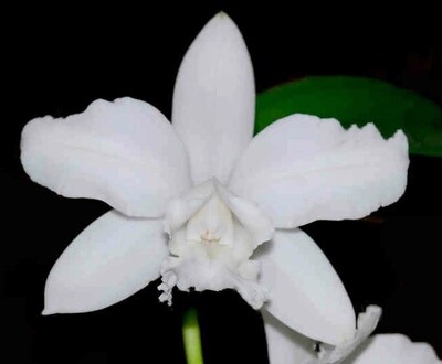 Cattleya intermedia 'alba' Cattleya intermedia 'alba'