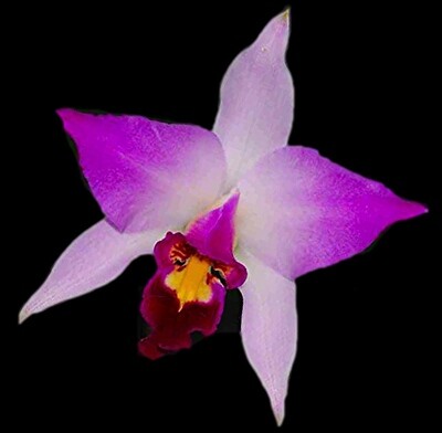 Laelia anceps var. Veitchiana Laelia anceps var. Veitchiana