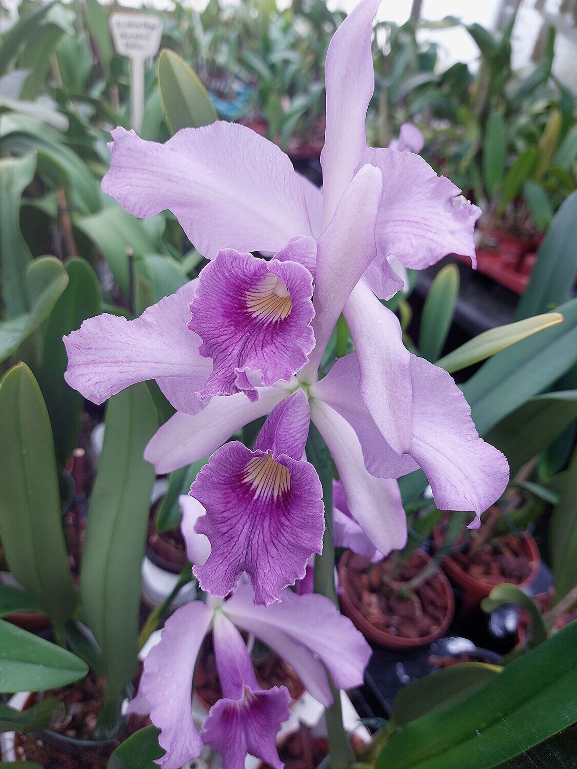 Lc. Canhamiana fm. coerulea 'Azure'