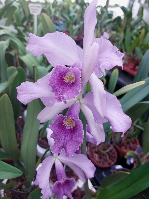Lc. Canhamiana fm. coerulea 'Azure' Lc. Canhamiana fm. coerulea 'Azure'