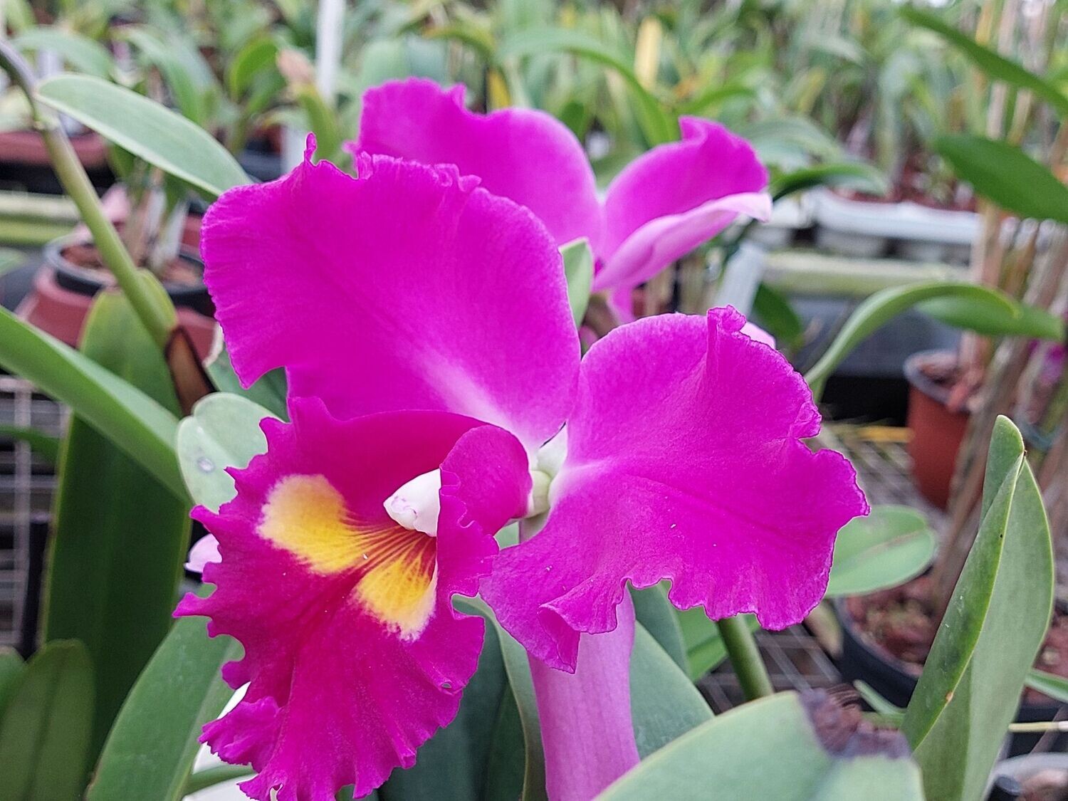 Rlc. Elegant Dancer
