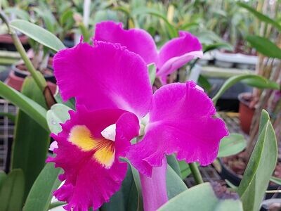 Rlc. Elegant Dancer