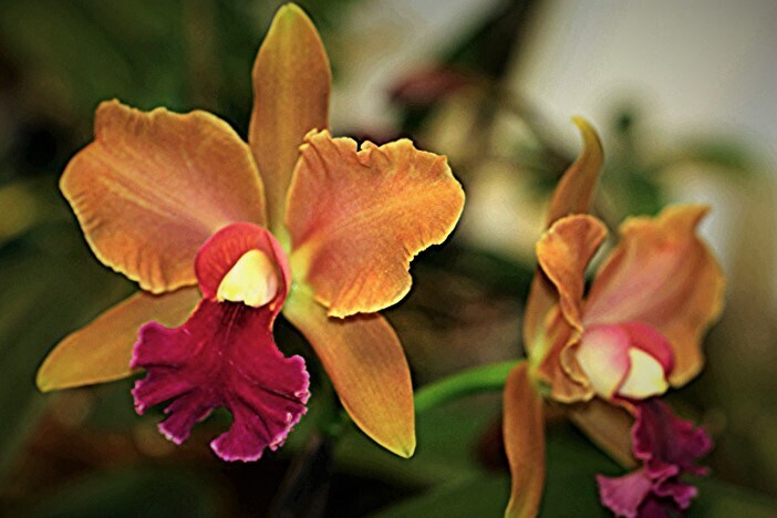 Lc. Elizabeth Fulton 'Michel'