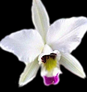 Laelia anceps 'semi alba'