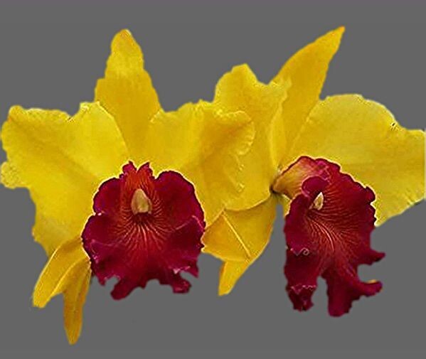 Rlc. Almakee Rlc. Almakee