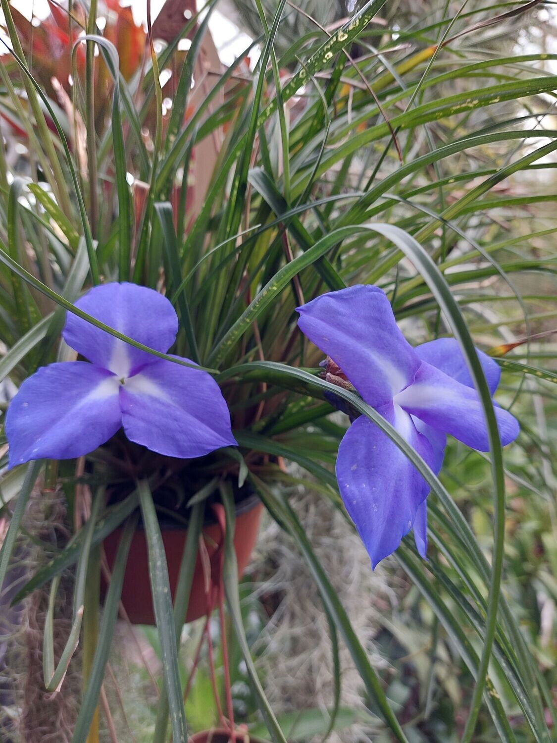 Tillandsia umbellata