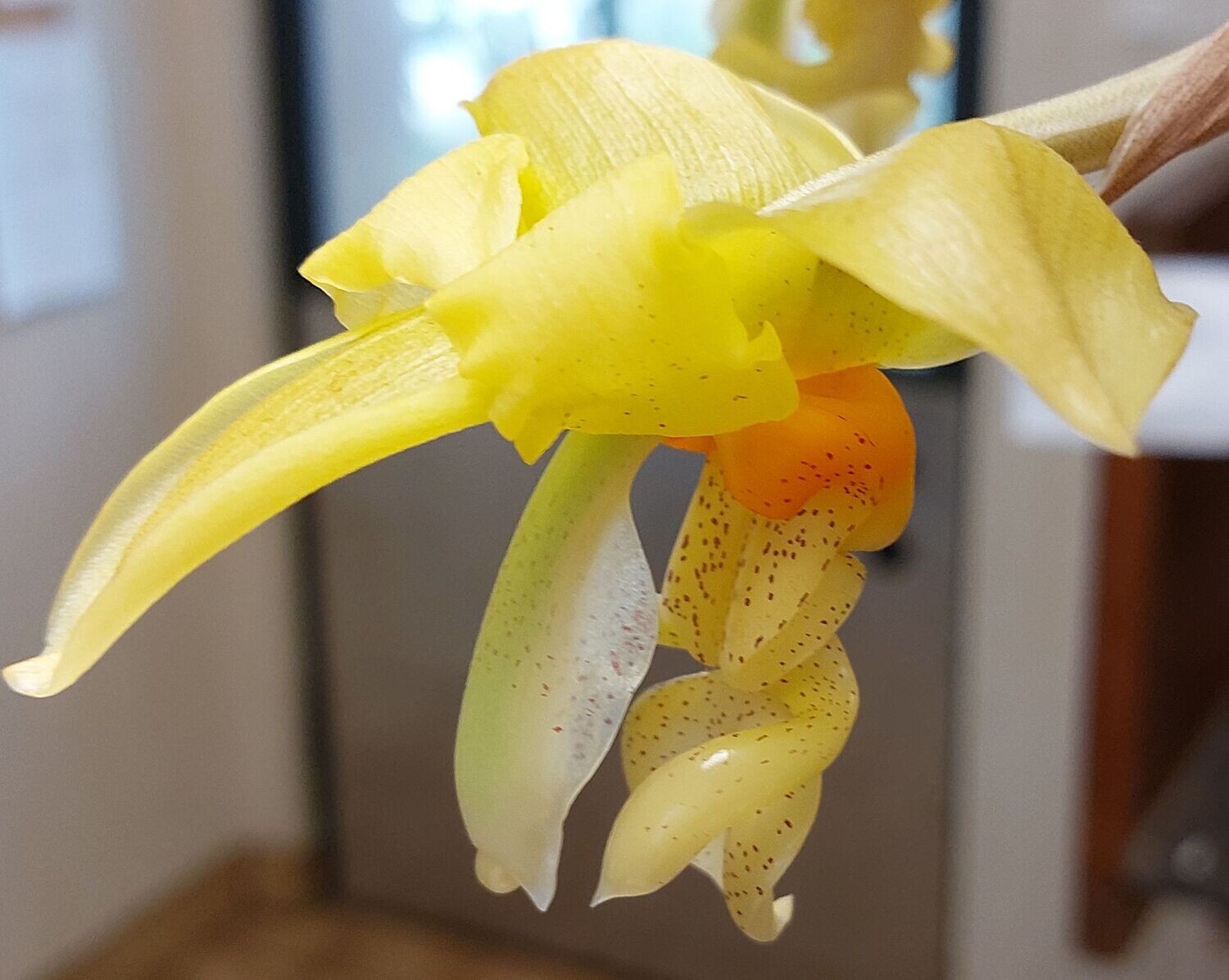 Stanhopea graveolens