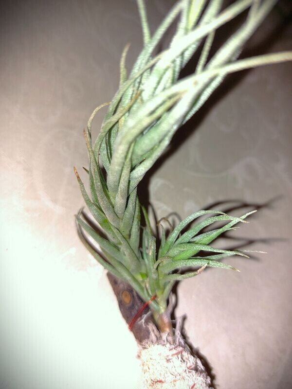 Tillandsia kirshnekii  (NEU)