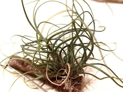 Tillandsia butzii ,supermini' (NEU) Tillandsia butzii ,supermini' (NEU)