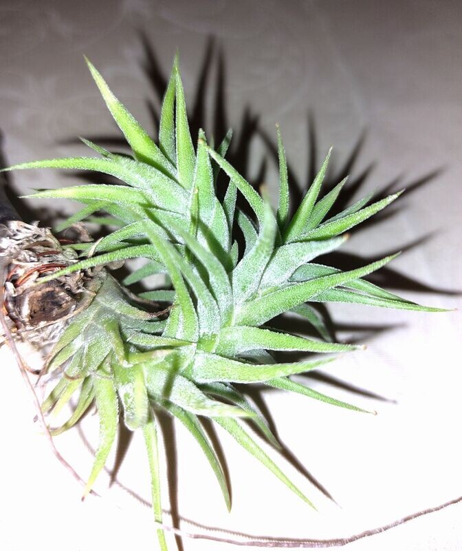 Tillandsia ionantha 'vanhyningii' (NEU) Tillandsia ionantha 'vanhyningii' (NEU)