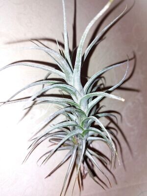 Tillandsia werdermannii (Neu)