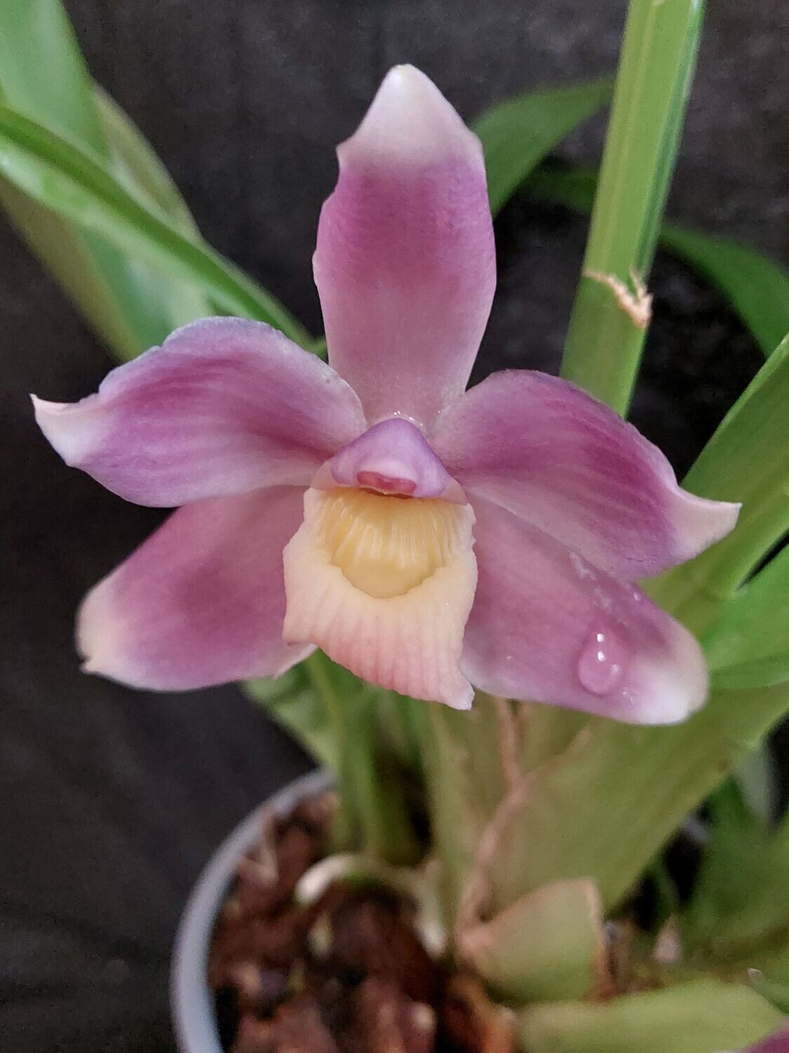 Pescatorea ecuadorana