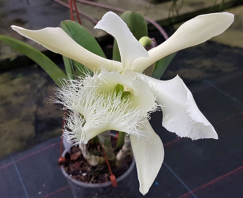 Rhyncholaelia digbyana
