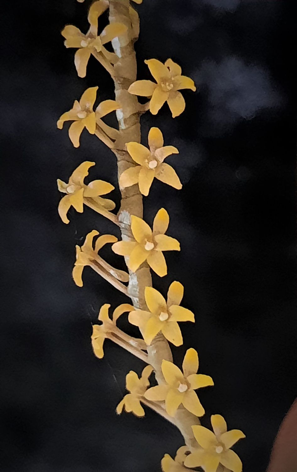 Microterangis hildebrandtii
