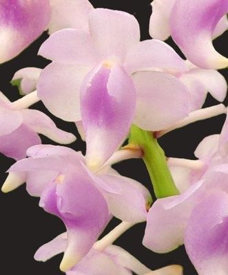 Aerides odorata
