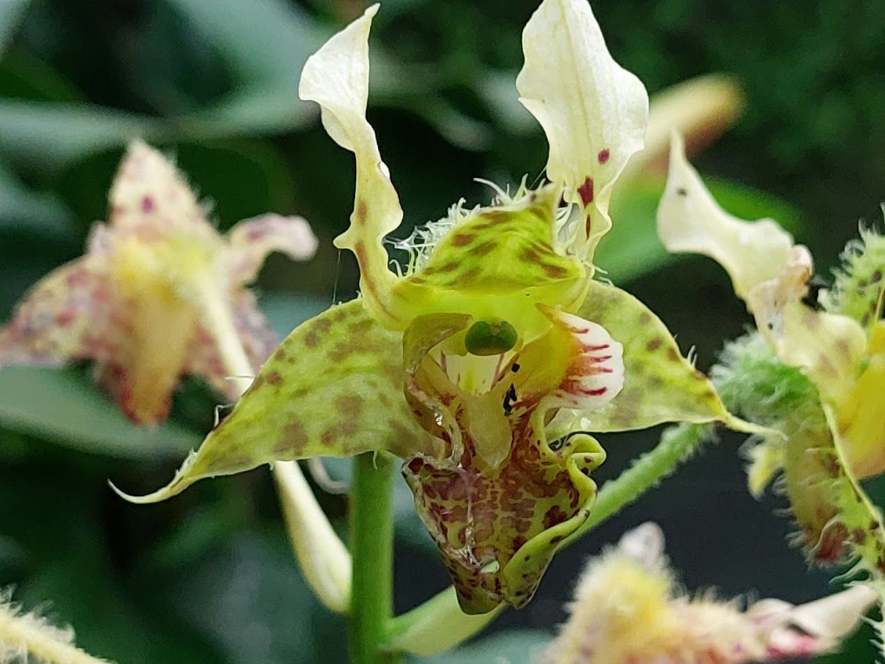 Dendrobium polysema