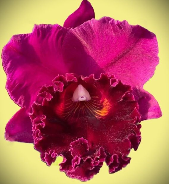 Rlc. Chia Lin Ruby ,Cola'
