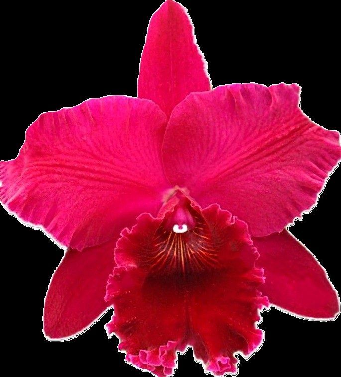 Rlc. Chialin Black Flower 'Black King Kong' Rlc. Chialin Black Flower 'Black King Kong'