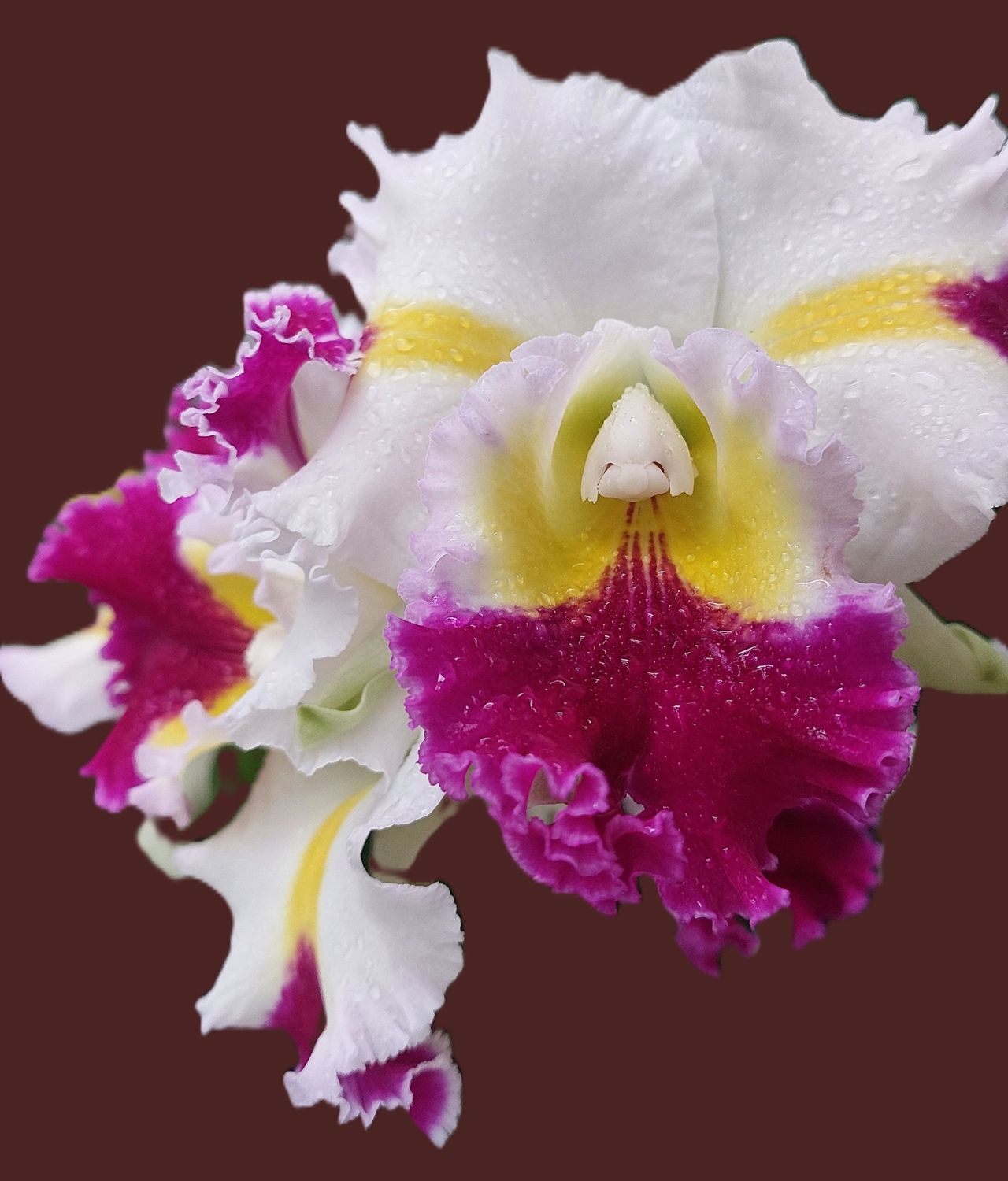 Rlc. Patchara Fancy