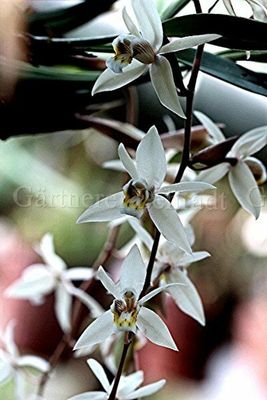 Coelogyne flaccida