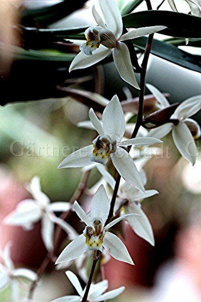 Coelogyne flaccida
