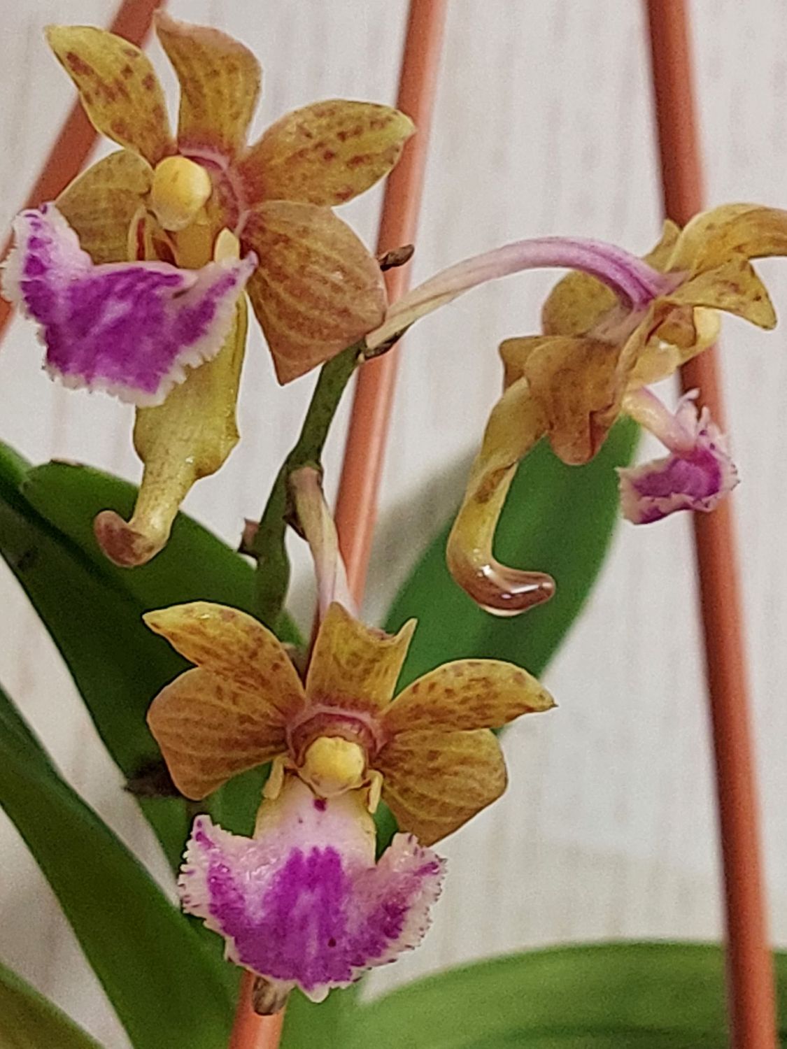 Aerides flabellata Aerides flabellata