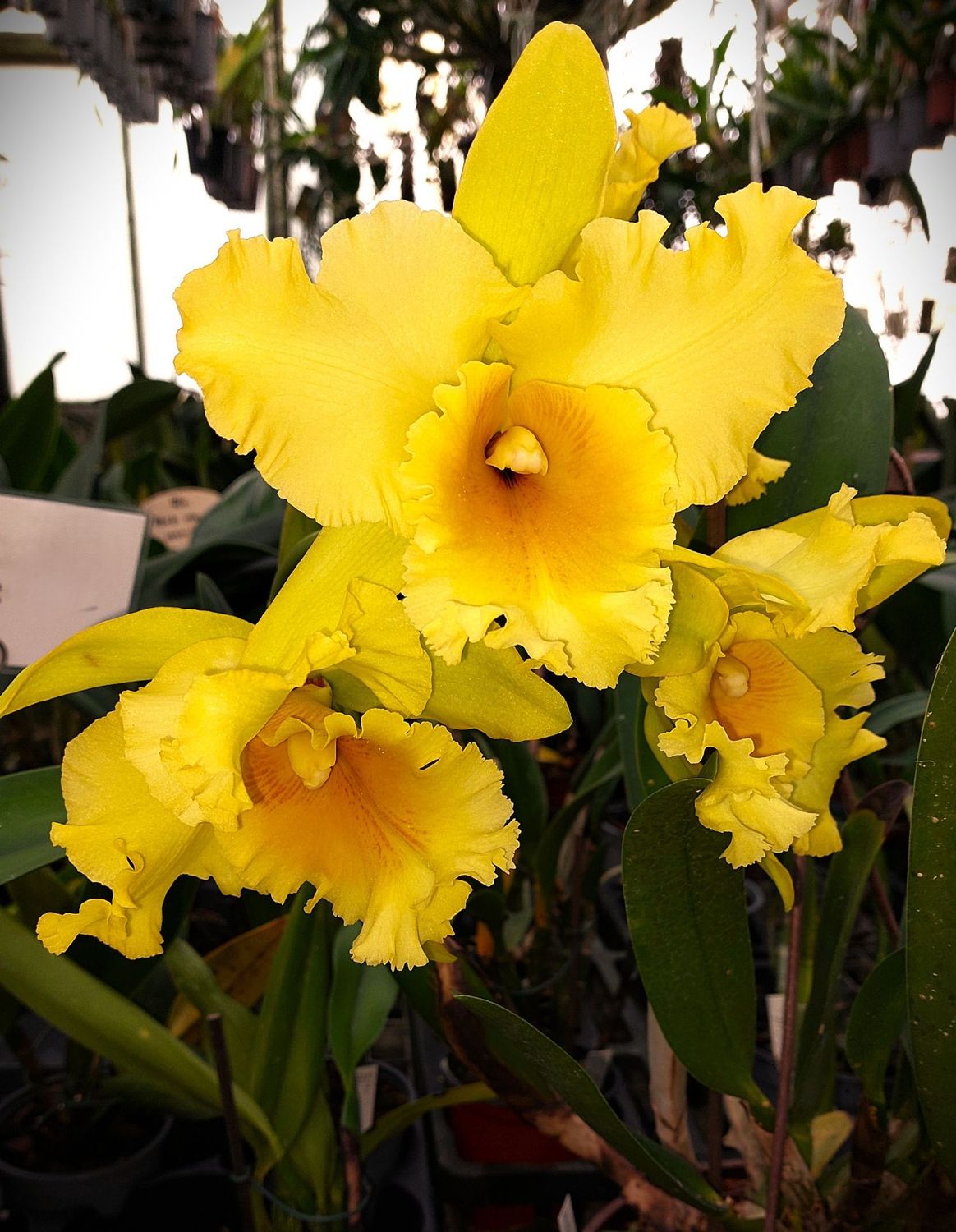 Blc. Haadyai Delight 'Bangrom Gold' (Schaupflanze) Blc. Haadyai Delight 'Bangrom Gold' (Schaupflanze)