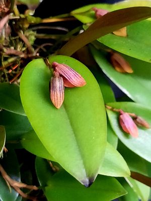 Acianthera serpentula Acianthera serpentula