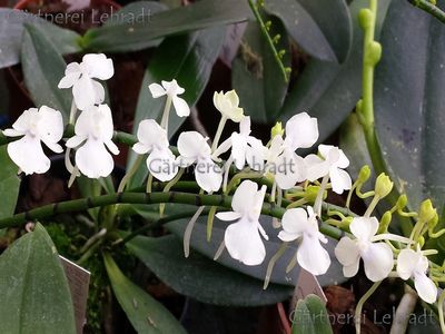 Aerangis citrata Aerangis citrata