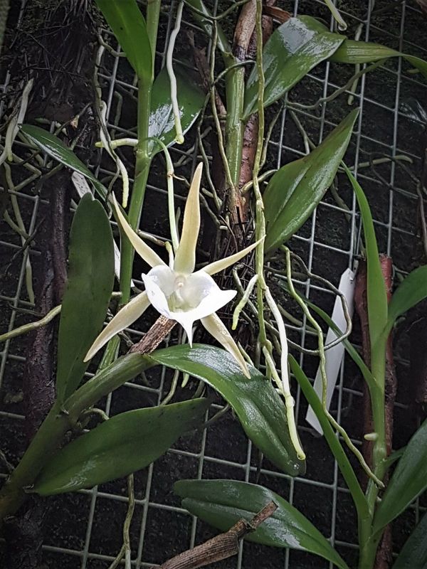 Angraecum eichlerianum Angraecum eichlerianum