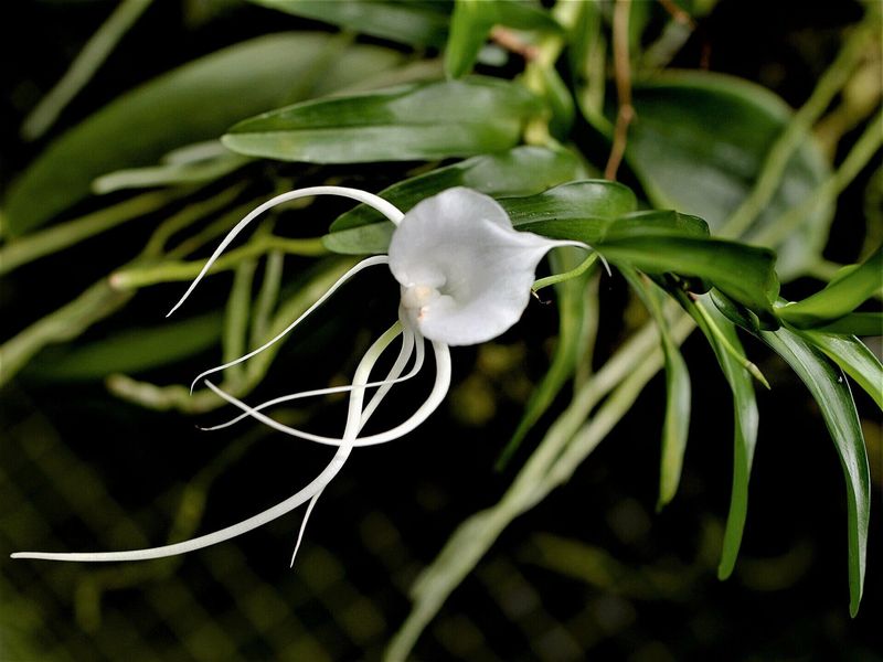Angraecum germinyanum Angraecum germinyanum