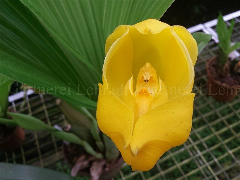 Anguloa clowesii Anguloa clowesii