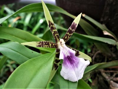 Aspasia lunata Aspasia lunata