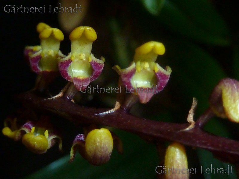 Bulbophyllum falcatum Bulbophyllum falcatum