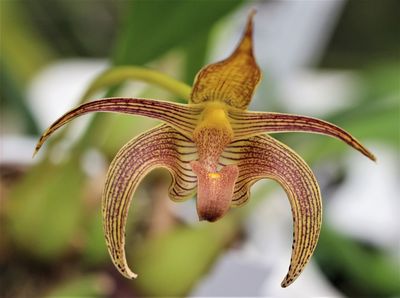 Bulbophyllum lobbi - Topf Ø 9cm Bulbophyllum lobbi - Topf Ø 9cm