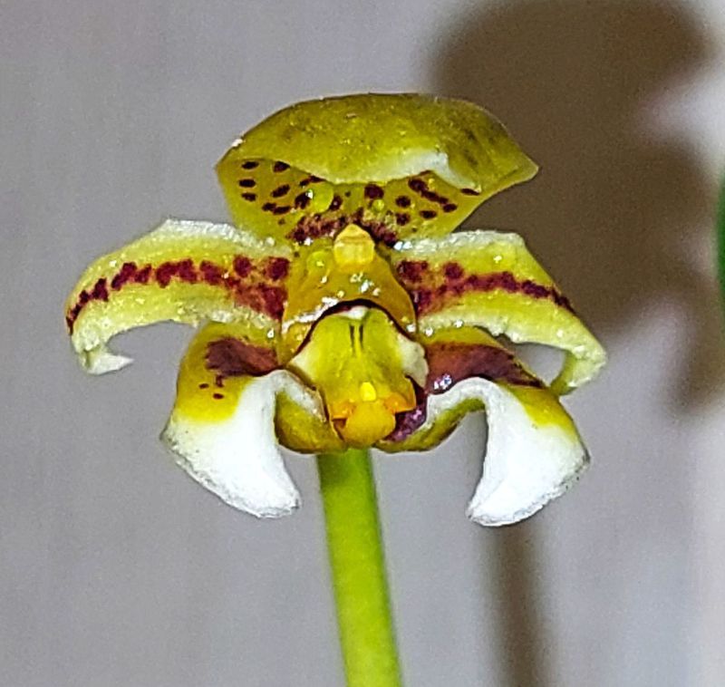 Bulbophyllum monanthum Bulbophyllum monanthum