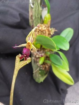 Bulbophyllum putidum Bulbophyllum putidum