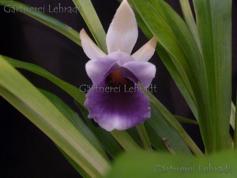 Chondrorhyncha discolor Chondrorhyncha discolor