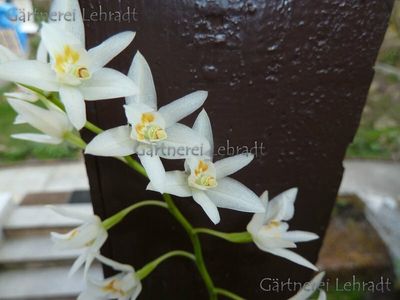 Coelogyne flexuosa Coelogyne flexuosa