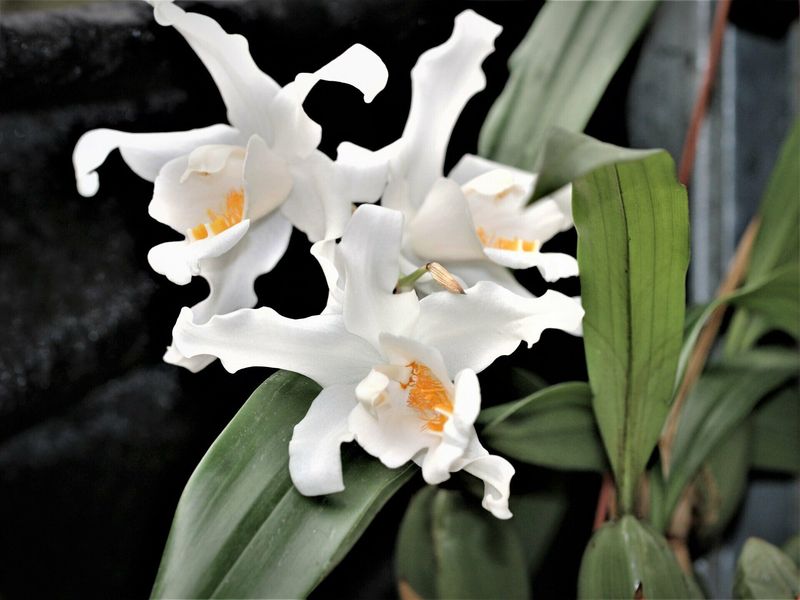 Coelogyne cristata - Topf Ø 9cm Coelogyne cristata - Topf Ø 9cm