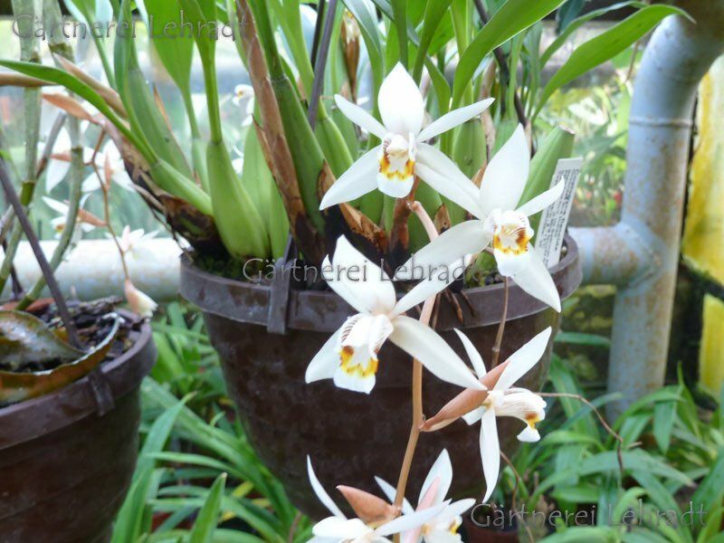 Coelogyne flaccida Coelogyne flaccida