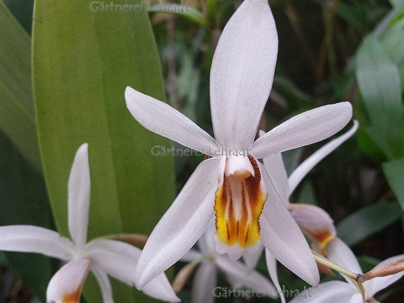 Coelogyne huettneriana Coelogyne huettneriana
