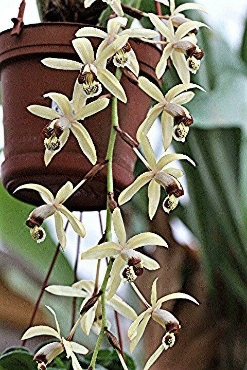 Coelogyne massangeana Coelogyne massangeana
