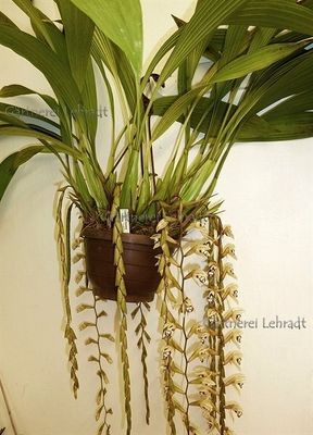 Coelogyne pulverula Syn. dayana Coelogyne pulverula Syn. dayana