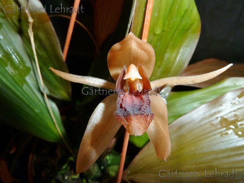 Coelogyne speciosa x affine Coelogyne speciosa x affine