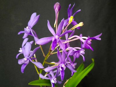 Vandachostylis 'Rainbow Star Blue'